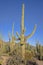 Large Saguaro Cactuses