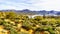 Large Saguaro and many other cacti and shrubs in the mountainous desert landscape near Lake Bartlett