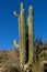 Large Saguaro with multiple arms