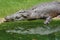 Large salt water crocodile (Crocodylus porosus)