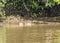 A large Saltwater Crocodile lurking in a muddy brown river in Borneo