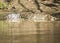 A large Saltwater Crocodile lurking in a muddy brown river in Borneo