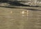 A large Saltwater Crocodile lurking in a muddy brown river in Borneo