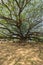 Large Samanea saman tree