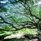 Large Samanea saman tree with branch in Kanchanaburi,