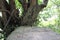 Large sandstone boulders in woodland