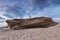 Large sandstone rock on the beach of Cape Trafalgar.