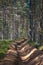 Large sandy moat in a pine forest. Fire ditch.