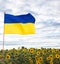 Large satin flag of Ukraine in yellow and blue colors against the background of blooming fields of sunflowers