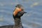 A large-scale fragment of a photograph of a black-necked grebe in wedding feathers