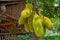 A large scale of jackfruits hanging on the tree. Jackfruit is the national fruit of Bangladesh. It is a seasonal summer time fruit