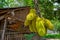 A large scale of jackfruits hanging on the tree. Jackfruit is the national fruit of Bangladesh. It is a seasonal summer time fruit