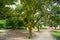 A large scale of jackfruits hanging on the tree. Jackfruit is the national fruit of Bangladesh. It is a seasonal summer time fruit