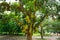 A large scale of jackfruits hanging on the tree. Jackfruit is the national fruit of Bangladesh. It is a seasonal summer time fruit