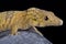 Large-scaled chameleon gecko Eurydactylodes symmetricus