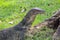 A large scaled monitor lizard in a park in Thailand is hunting on the grass