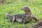 A large scaled monitor lizard in a park in Thailand is hunting on the grass