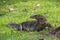 A large scaled monitor lizard in a park in Thailand is hunting on the grass