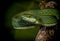 Large scaled pit viper, Trimeresurus macrolepis, Munnar