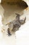 Large scaly Iguana close-up against on the background of the cave