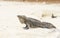 Large scaly Iguana close-up against a background of sand