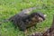 A large scaly monitor lizard in a park in Thailand hunts and eats a bird on the grass