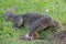 A large scaly monitor lizard in a park in Thailand hunts and eats a bird on the grass.