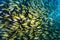 Large school or bait ball of yellow striped grunts, haemulon plumeri, swim on coral reef