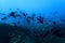 Large School of Black Fish in Silhouette Underwater in Blue Ocean