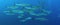 Large School of Chevron Barracuda fish