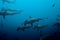 Large school of hammerhead sharks in the blue