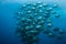 Large school of Orbicular spadefish Platax orbicularis