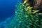 Large school of yellow striped grunts swim on coral reef