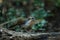 Large Scimitar Babbler Pomatorhinus hypoleucos on the branch in nature, Thailand