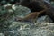 Large Scimitar Babbler Pomatorhinus hypoleucos on the branch in nature, Thailand