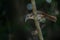 Large Scimitar Babbler Pomatorhinus hypoleucos on the branch in nature, Thailand