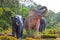 Large sculptures of elephants in the jungle, travel and tourism