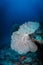 Large sea fan coral attached to stone outcrop on coral reef with red coral cod fish