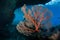 Large Sea Fan in Raja Ampat, Indonesia