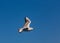 A large sea gull soars against the sky in Istanbul, Turkey