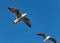 A large sea gull soars against the sky in Istanbul, Turkey