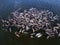 Large sea lion colony aerial view