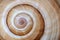 Large sea shell swirl,background