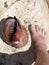 Large sea snail (Tonna galea or giant tun) on rock and human leg