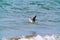 Large seagull bird in flight