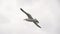 A large seagull flies against the backdrop of a cloudy sky. Loud seabird.