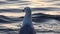 Large seagull Larus marinus against the background of the Black Sea surface in the evening at sunset.