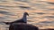 Large seagull Larus marinus against the background of the Black Sea surface in the evening at sunset.