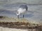 A large seagull picks at the sand near the shore