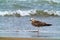 Large seagull on seashore